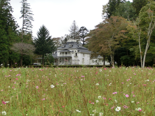 Flower garden(Cosmos flowers) | Michinoeki Meiji no Mori Kuroiso