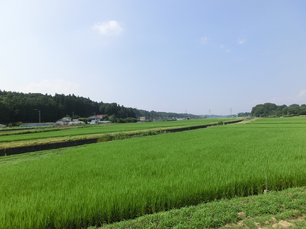 Scenery from Michinoeki Sashiba no Sato Ichikai