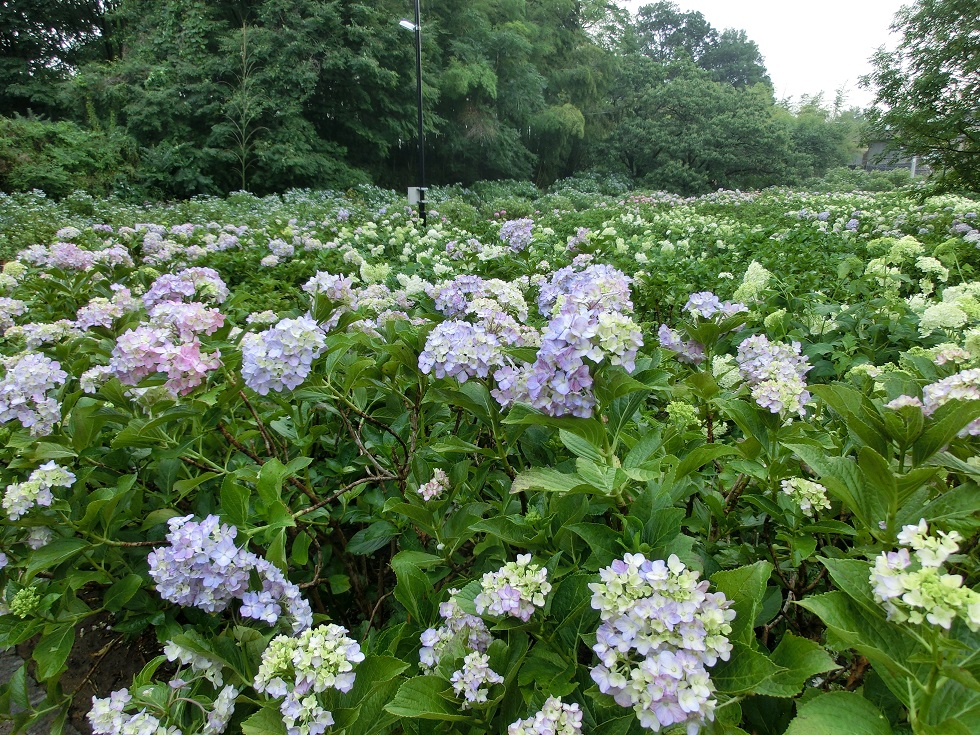 hydrangea field | Michinoeki Akagi no Megumi