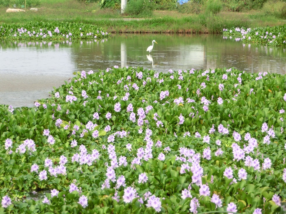 White-flowered mallow | Michinoeki Doyo no Furusato Otone