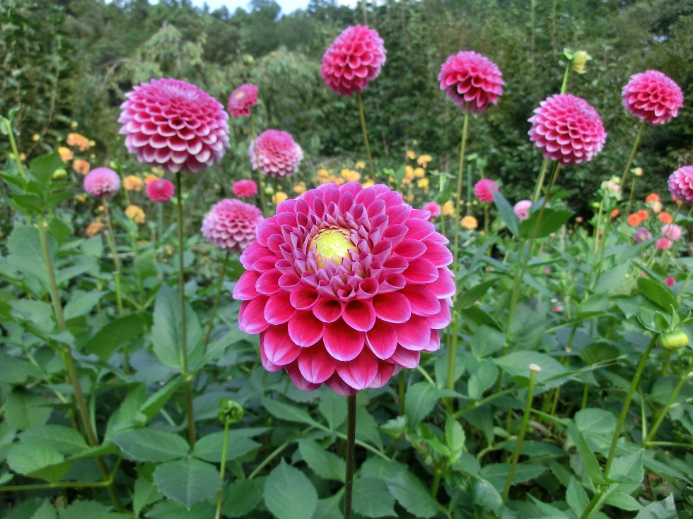 Dahlia garden | Michinoeki Ryokami Onsen Yakushi no Yu