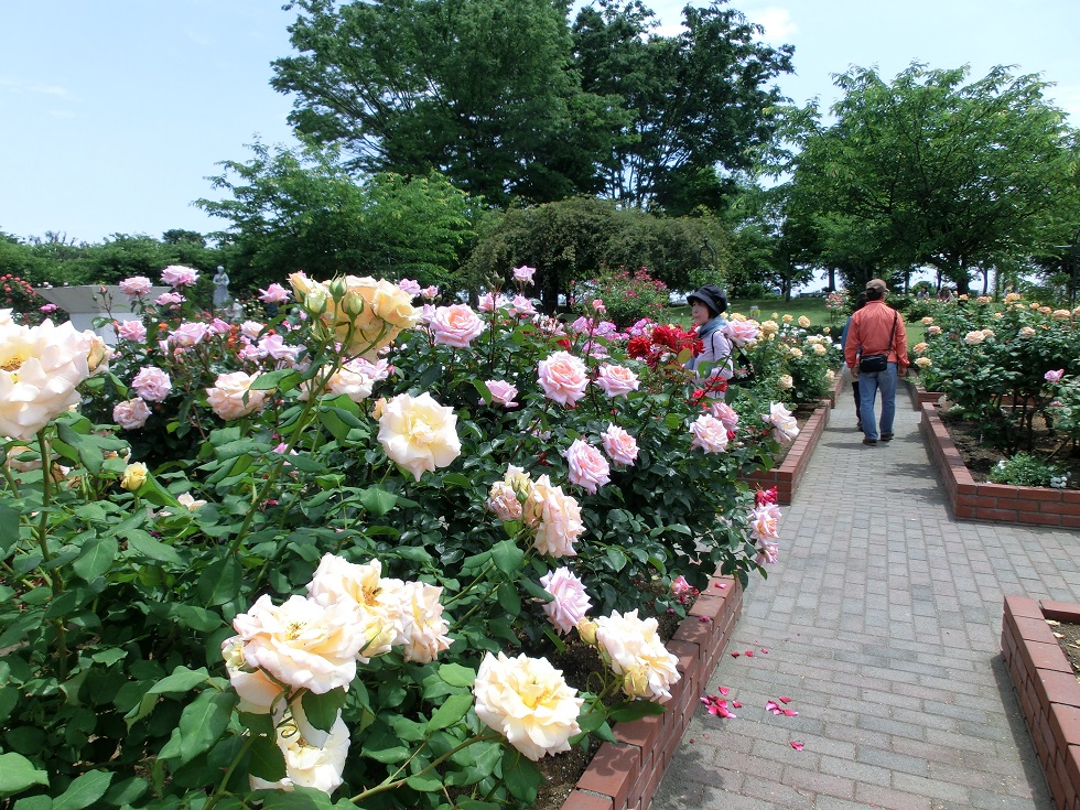 Rose garden | Michinoeki Menuma