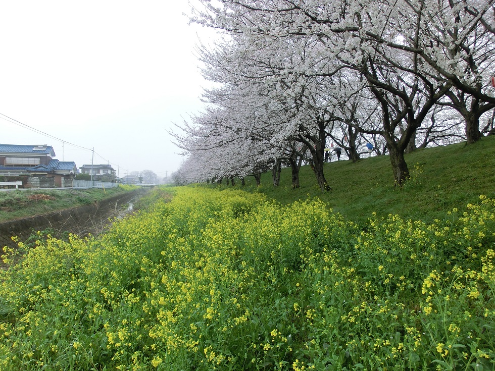 Sakura-tsutsumi park | Michinoeki Ichigonosato Yoshimi