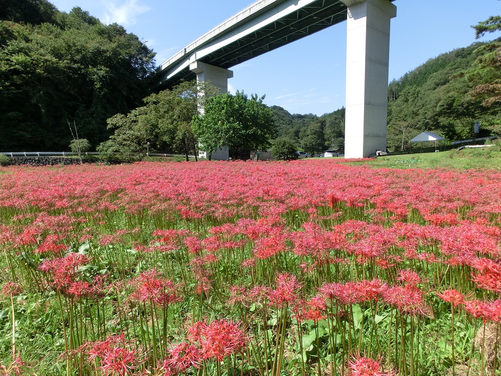 Red spider lilies | Michinoeki Minano