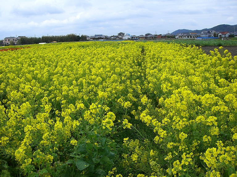 Scenery from Michinoeki Shirahama-Nojimasaki