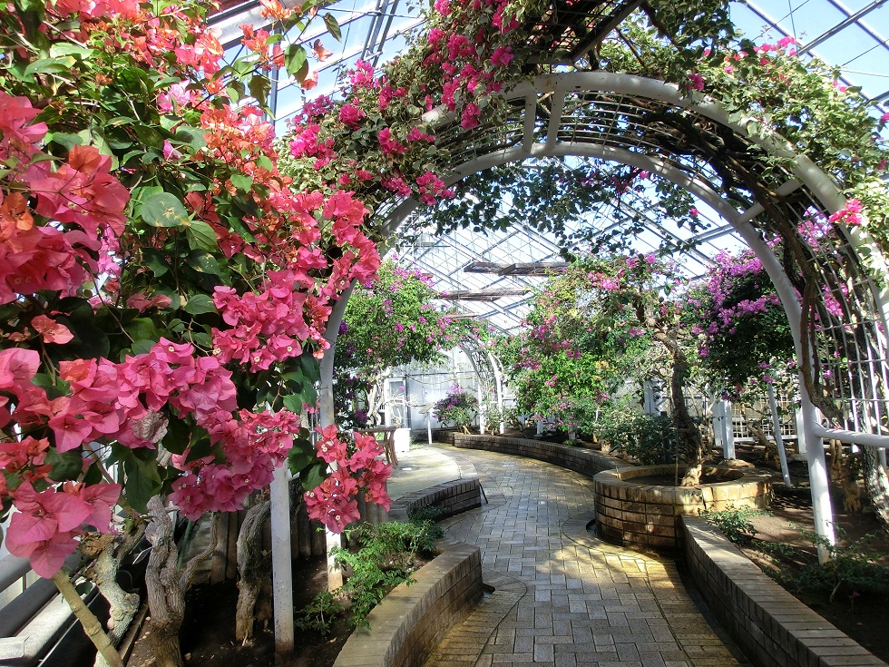 Tropical botanical garden | Aloha Garden Tateyama