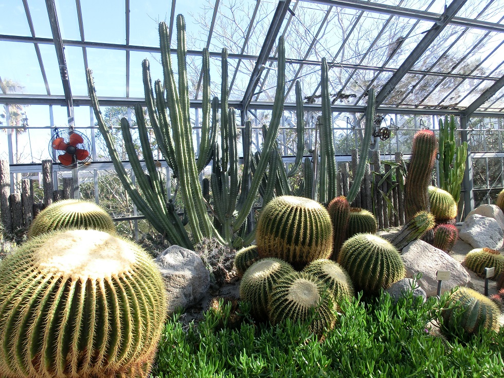 Cacti | Aloha Garden Tateyama