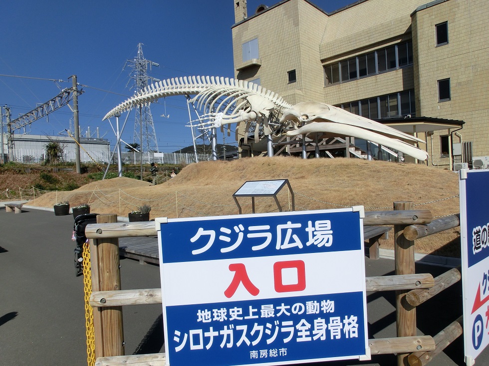 Blue whale specimen | Michinoeki Wadaura WA O