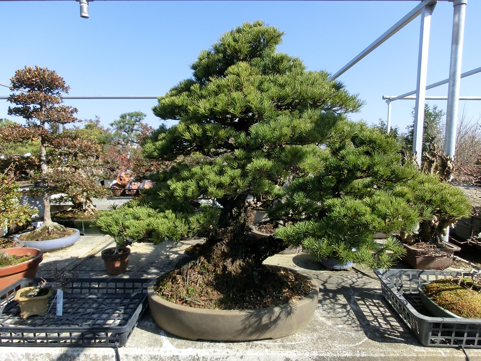 Bonsai | Michinoeki Harvest Village Togane