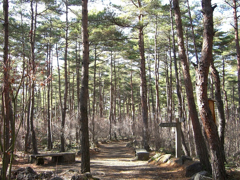 Promenade | Michinoeki Narusawa