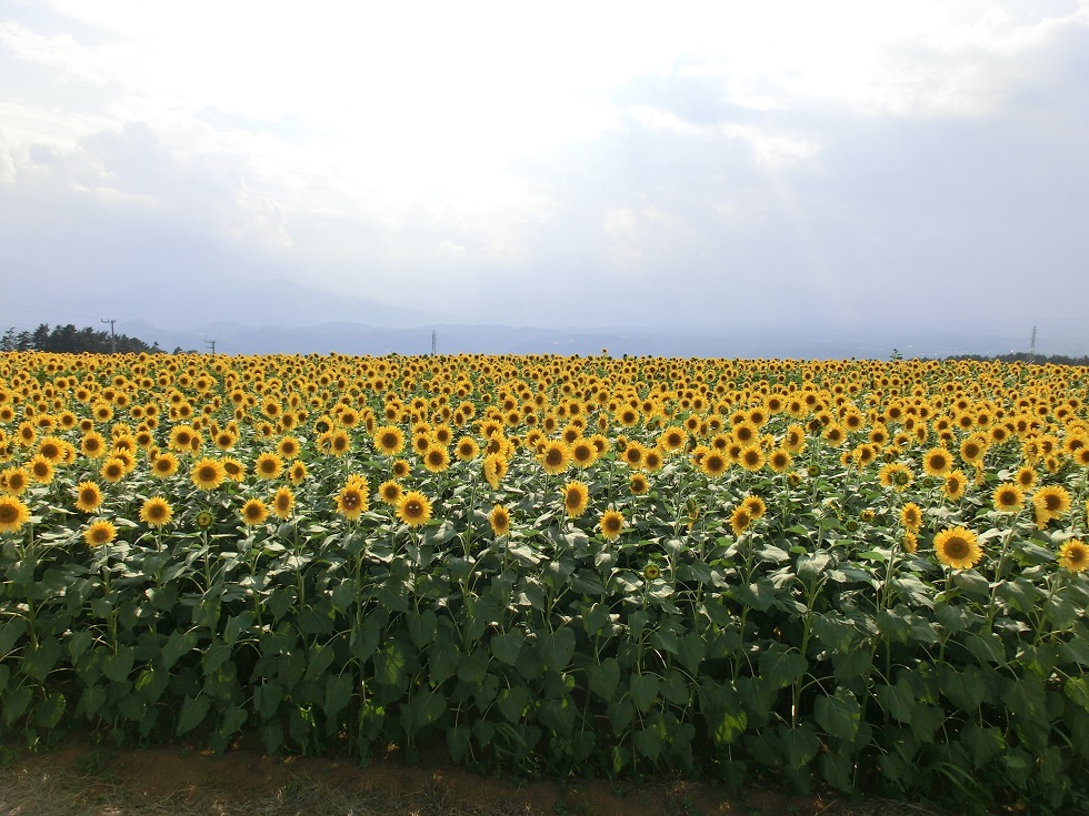 Akeno Sunflower Field | Michinoeki Nirasaki