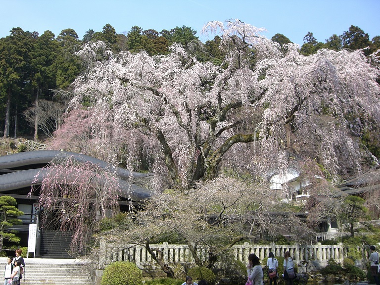 Weeping cherry blossoms | Kuonji Temple