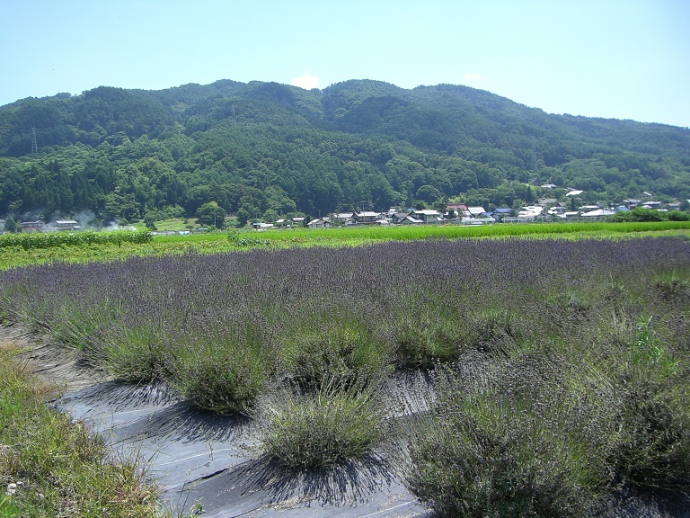 Herb Garden | Michinoeki Ikeda