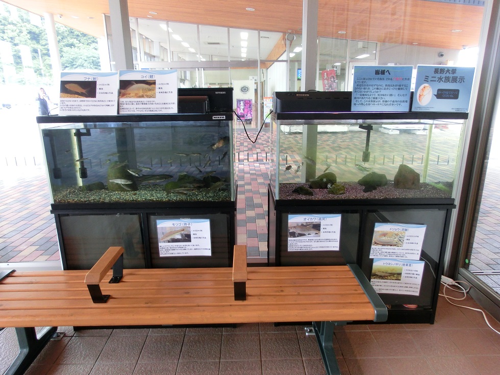 mini Museum of River Fish | Michinoeki Ueda Road and River Station