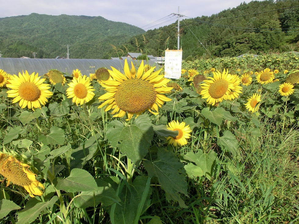 Sunflower Maze | Michinoeki Shinshuhiraya