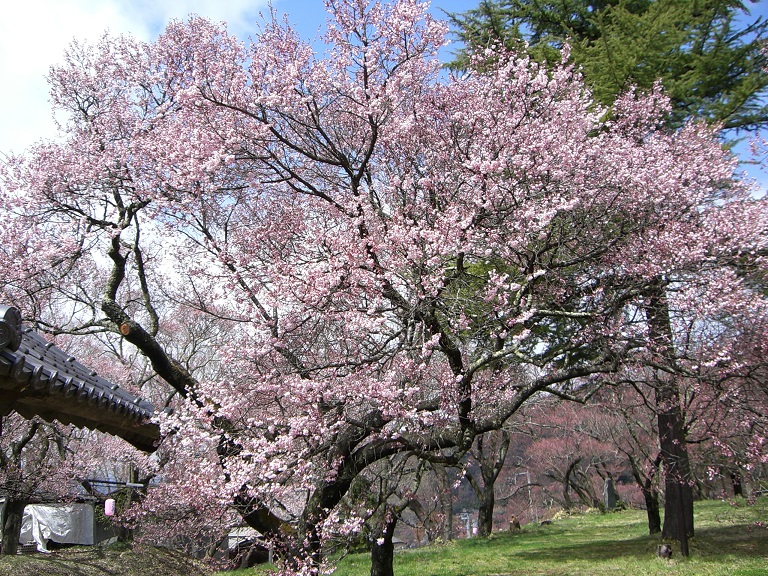 Takato Joshi Park | Michinoeki Minami Alpsmura Hase