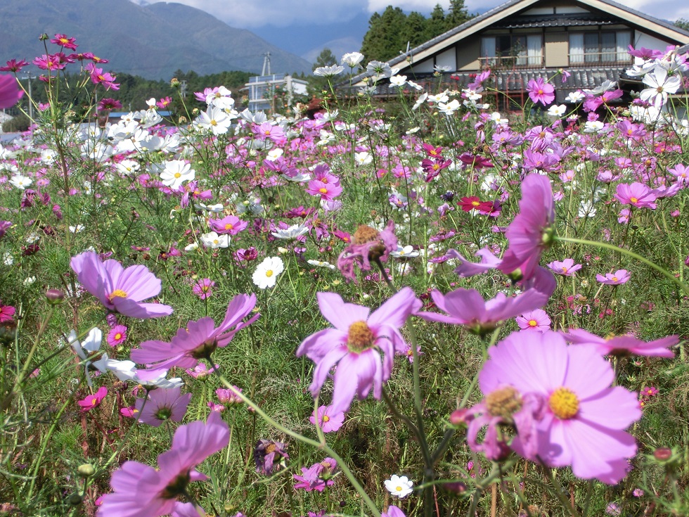 Cosmos Festival | Michinoeki Tagiri no Sato