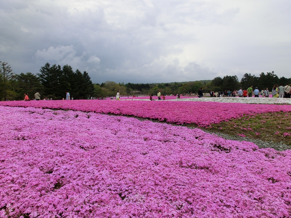 Moss phlox | Michinoeki Asagiri Kogen