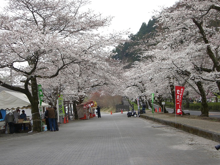 Tunnel of cherry blossoms | Michinoeki Kawane Spa