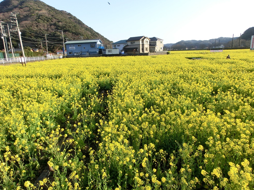 View of rape blossoms | Michinoeki Shimogamo Onsen Yu-no-hana