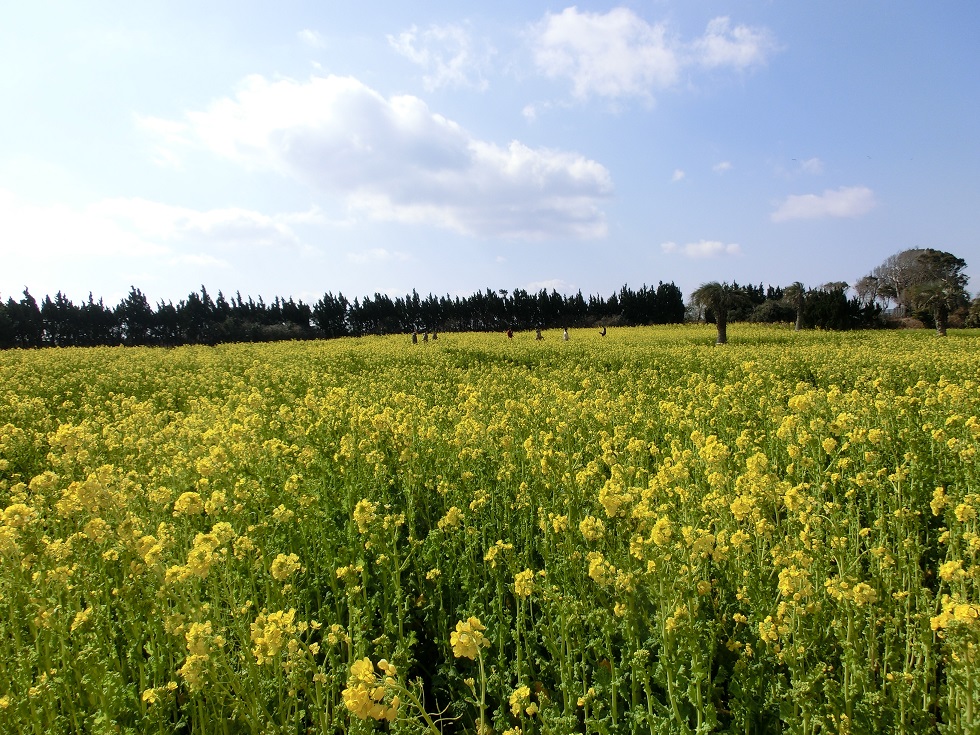 Irago rape blossoms garden | Michinoeki Irago Cristal Porte