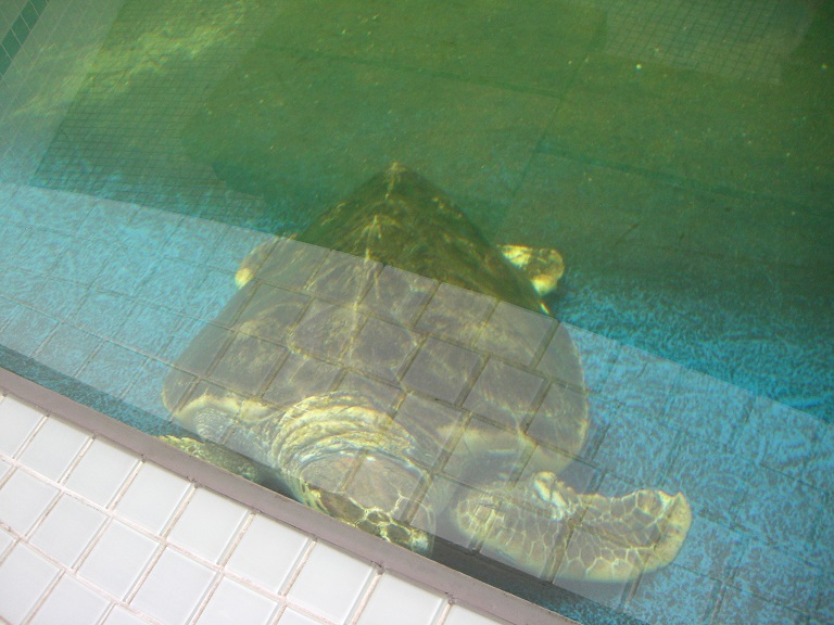 Seatutle | Michinoeki Kiho Town Seaturtle Park