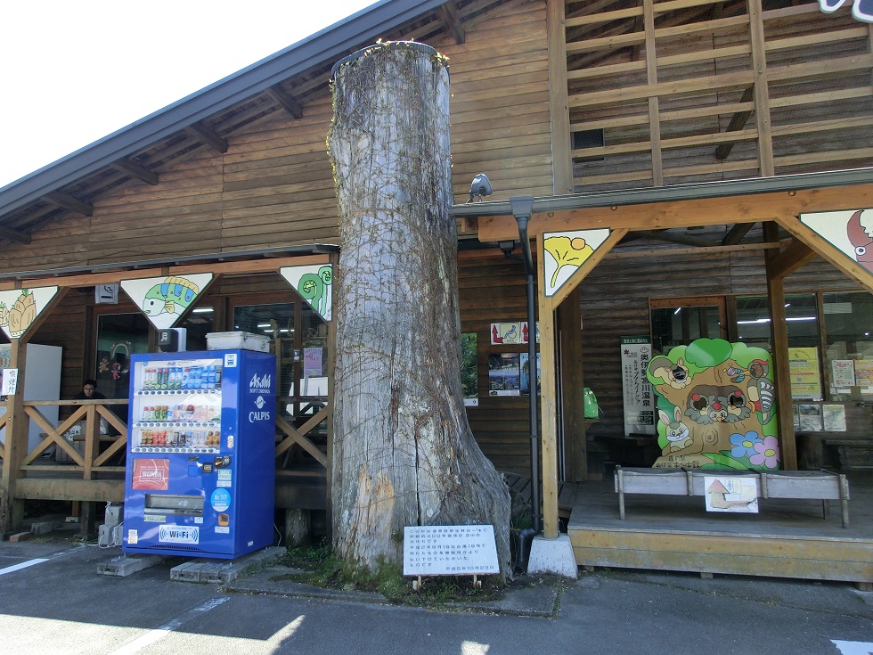 400 year old ancient cedar tree | Michinoeki Okuise Kitsutsukikan