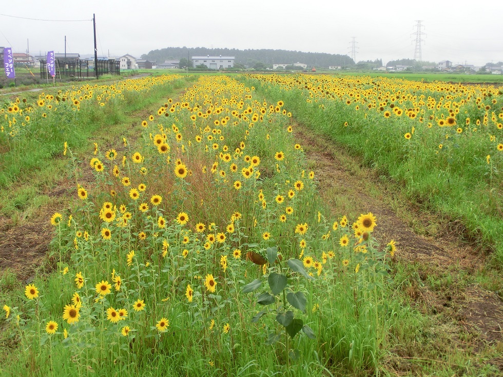 Sunflower Garden | Michinoeki Higashiohmishi Aito Marguerite Station