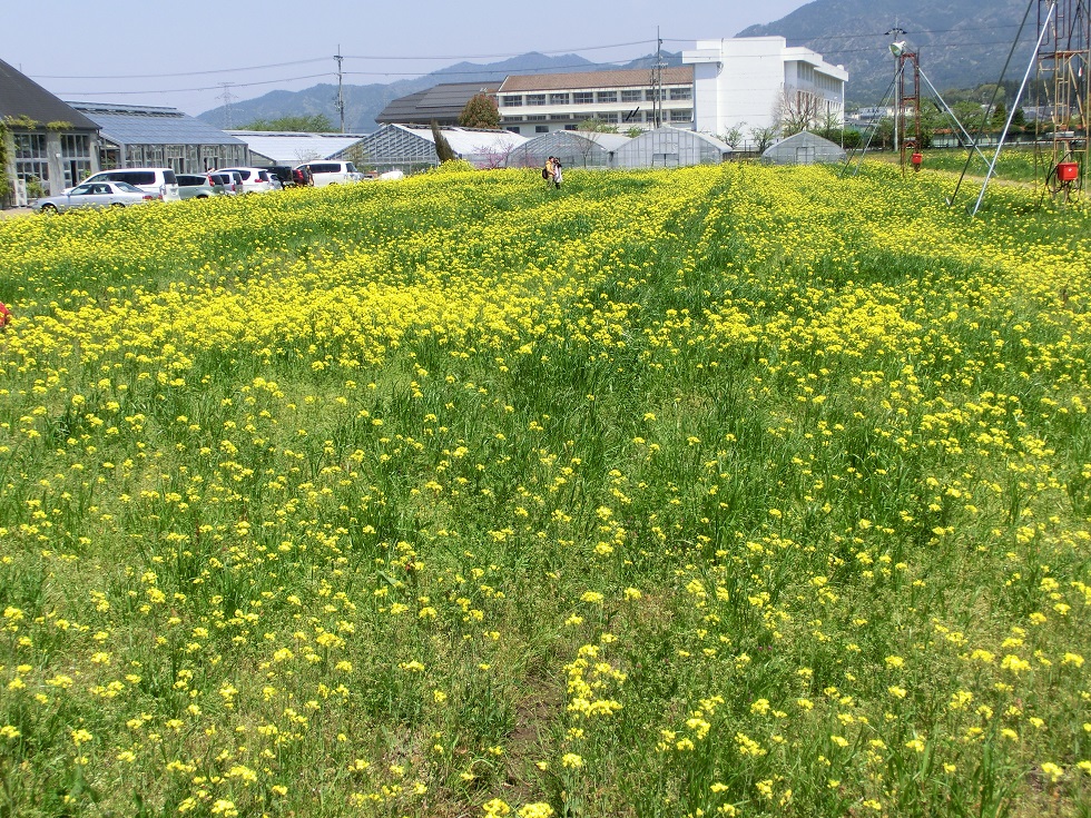 Rape blossoms Garden | Michinoeki Higashiohmishi Aito Marguerite Station